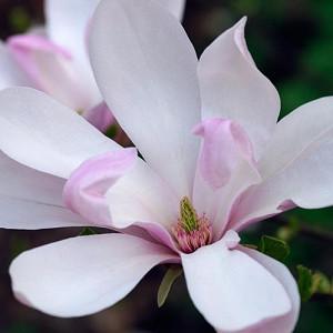Magnolia 'Pinkie', Pinkie Magnolia, Pink magnolia, Winter flowers, Spring flowers, Pink flowers, fragrant trees, fragrant flowers